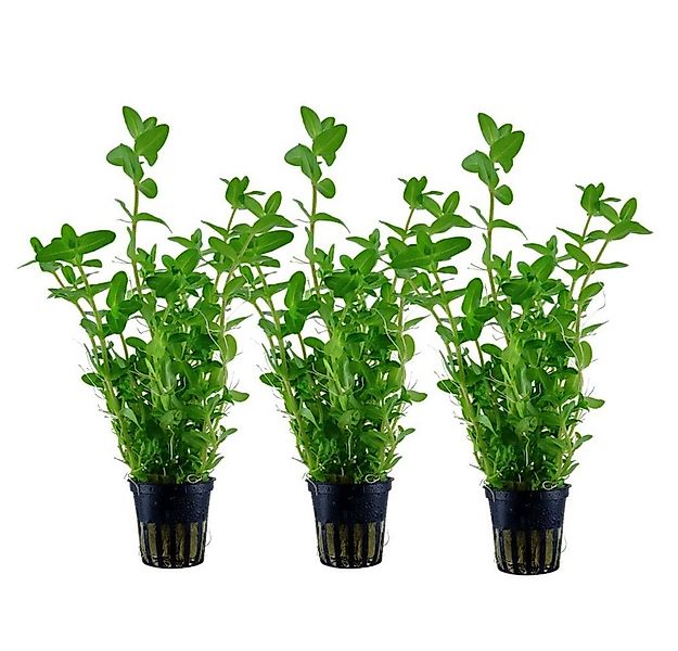 Aquaone Wasserpflanze Aquarium Pflanze 3 Stück Bacopa caroliniana Wasserpfl günstig online kaufen