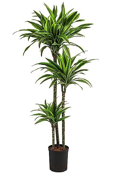 Dehner Zimmerpflanze Drachenbaum, Dracaena Lemon Lime, in Hydrokultur, luft günstig online kaufen