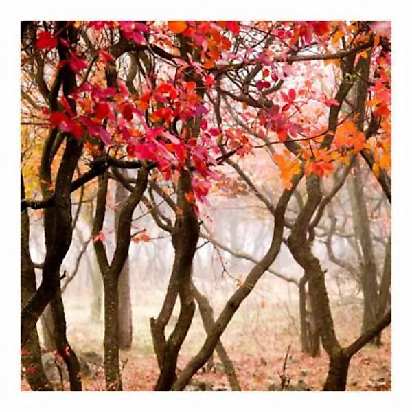 Bilderwelten Fototapete Wald Japan im Herbst rot Gr. 384 x 255 günstig online kaufen