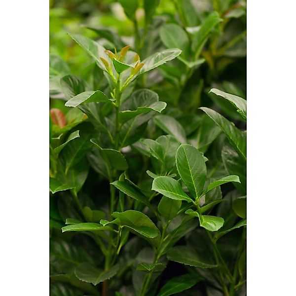 Prunus laurocerasus 'Etna' -R- 80-100 cm günstig online kaufen