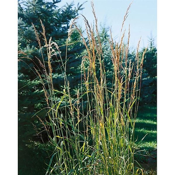 Sorghastrum Nutans Indian Steel Indianergras Stahlblau Ca. 9x9 cm Topf günstig online kaufen