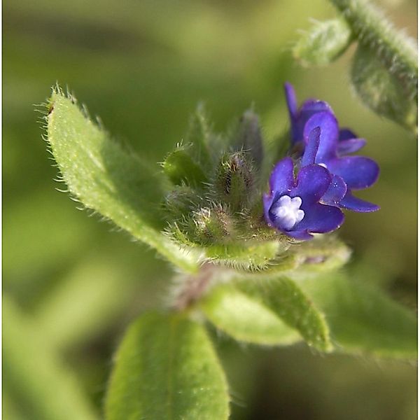 Gewöhnliche Ochsenzunge - Anchusa officinalis günstig online kaufen