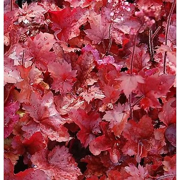 Purpurglöckchen Fire Chief - großer Topf - Heuchera micrantha günstig online kaufen
