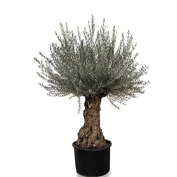 Sunny-Tree   Olivenbaum Olea Europea   Winterharter Olvenbaum Bonsai 250 cm günstig online kaufen