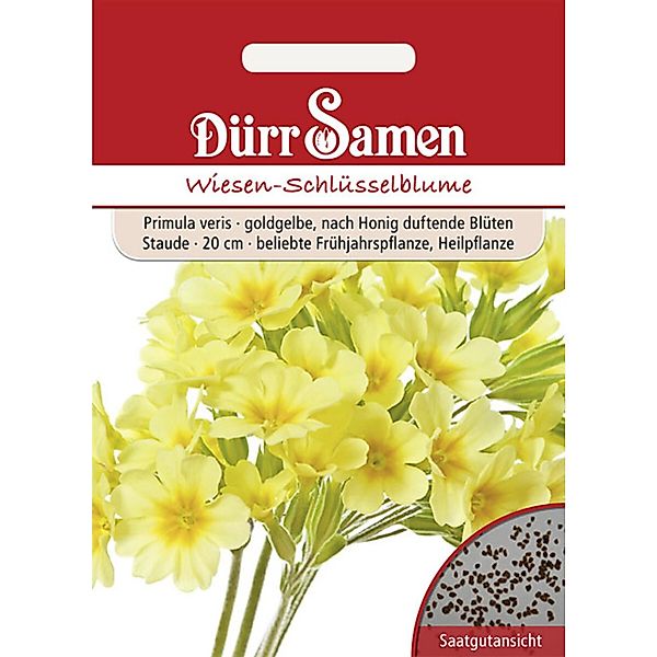 Dürr Samen Wiesen-Schlüsselblume Goldgelbe Nach Honig Duftende Blüten Mehrj günstig online kaufen
