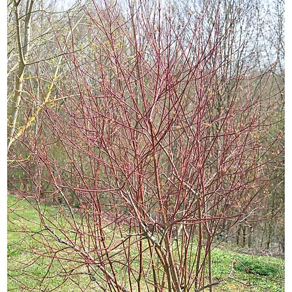 Hartriegel Miracle 40-60cm - Cornus alba günstig online kaufen