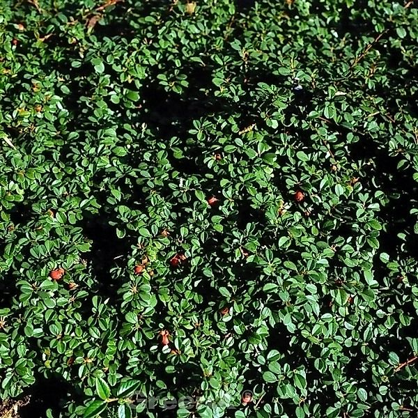 Zwergmispel Eichholz 20-30cm - Cotoneaster dammeri günstig online kaufen