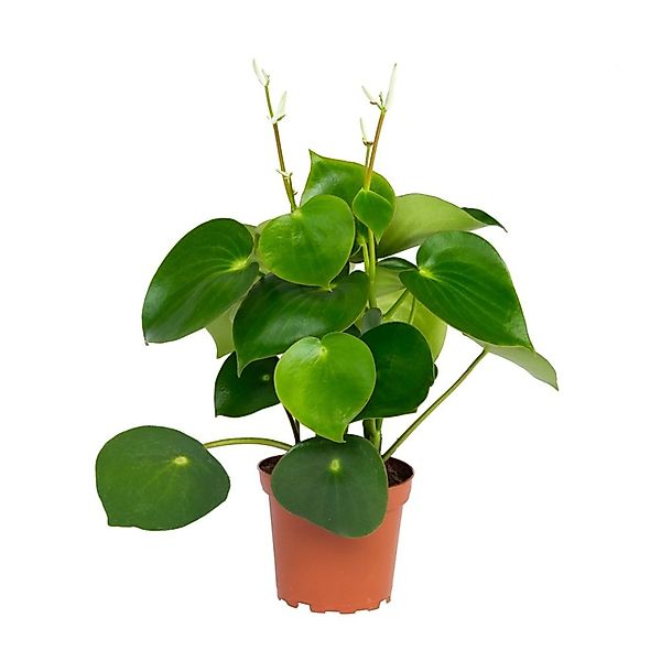 Exotenherz Peperomia Zwergpfeffer Raindrop im 12cm Topf günstig online kaufen