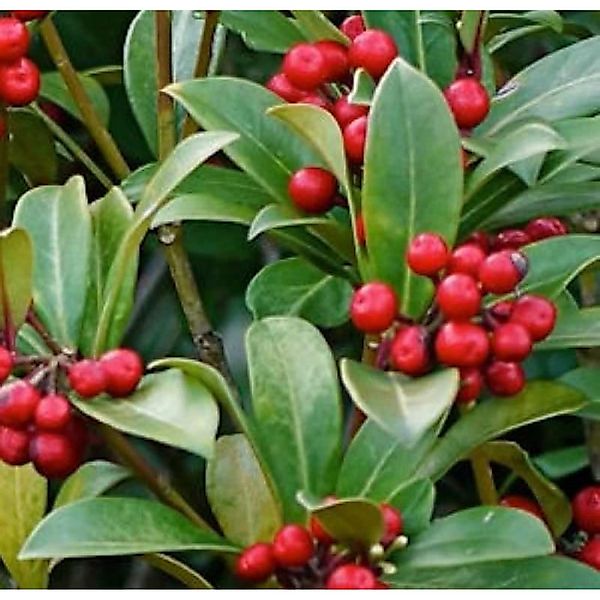 Japanische Skimmie Bremen 30-40cm - Skimmia japonica günstig online kaufen