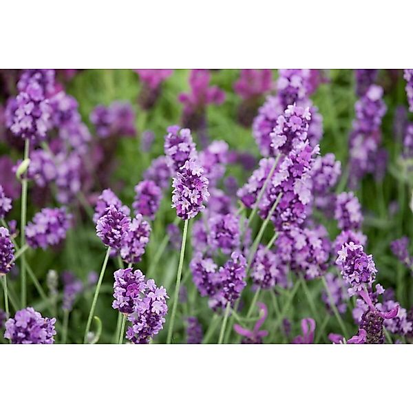 Lavandula Angustifolia Peter Pan Echter Lavendel Ca. 9x9 cm Topf günstig online kaufen