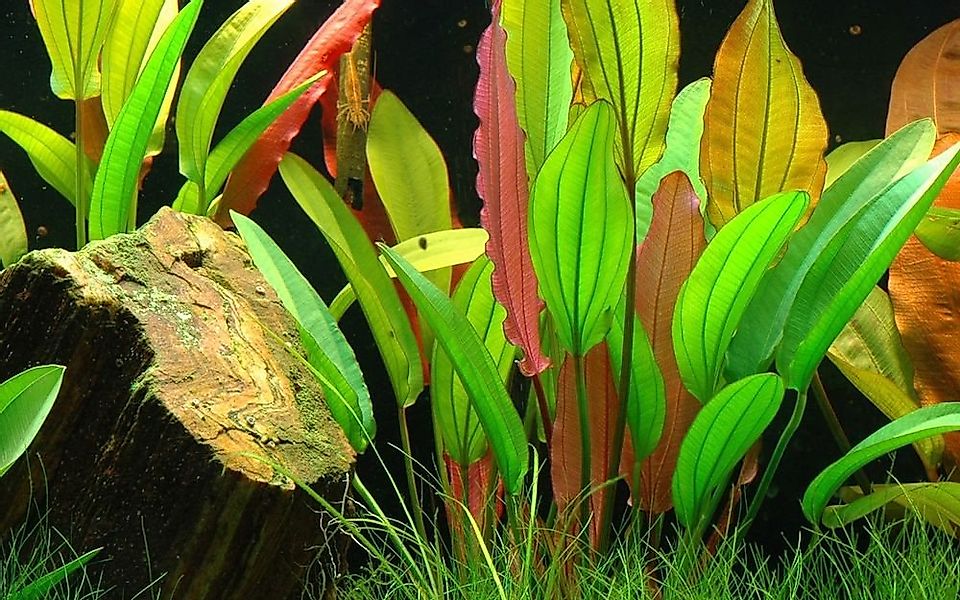Aquaone Wasserpflanze Aquarium Pflanze Echinodorus 'Red Diamond' Nr.374D günstig online kaufen