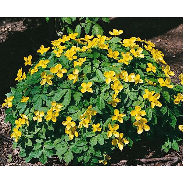 Hylomecon Japonicum Japanischer Waldmohn Ca. 9x9 cm Topf günstig online kaufen