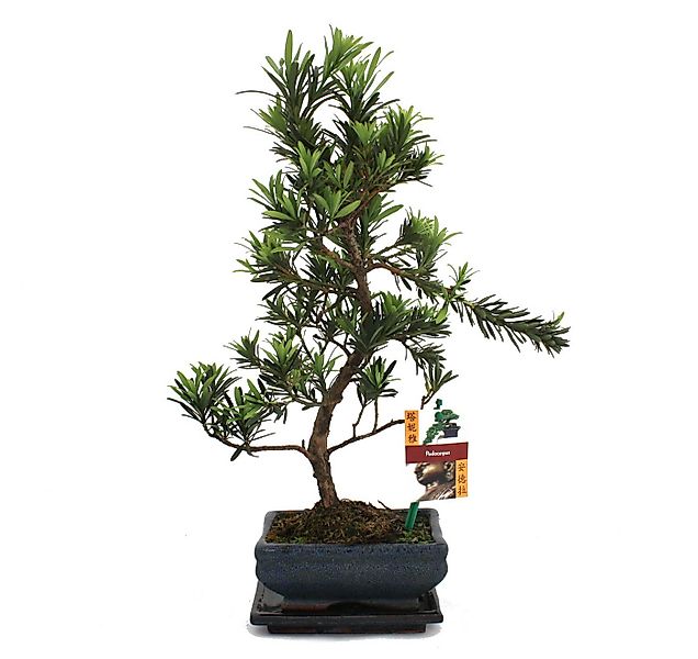 Exotenherz Zimmerpflanze Bonsai Steineibe - Podocarpus macrophyllus - ca. 6 günstig online kaufen