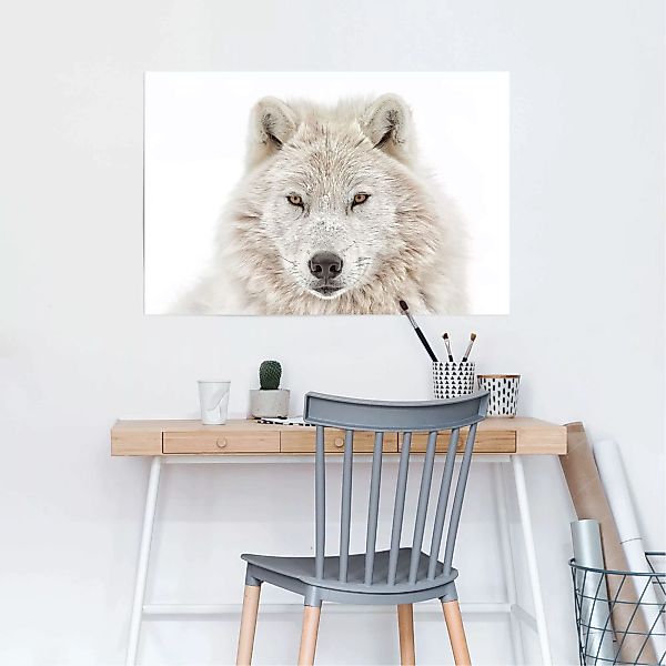 Reinders Poster "Weisser Wolf", (1 St.) günstig online kaufen