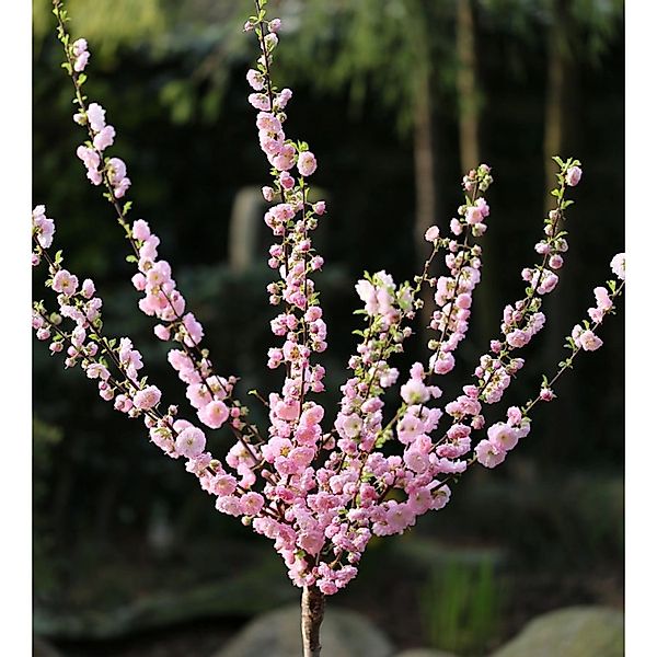 Hochstamm Mandelbäumchen 40-60cm - Prunus triloba günstig online kaufen