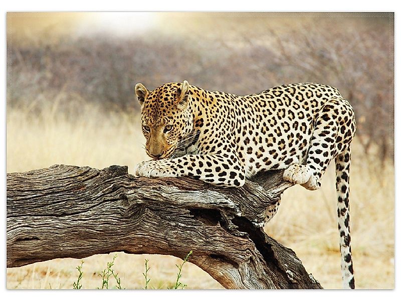 Wallario Teppich Leopard auf Baumstamm in günstig online kaufen