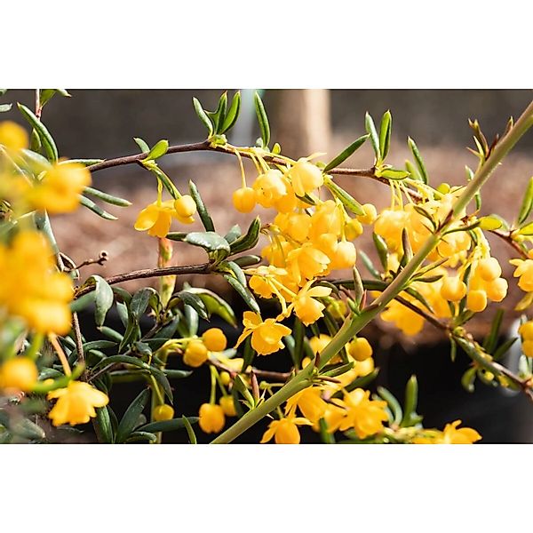 Berberis stenophylla 20-25 cm günstig online kaufen