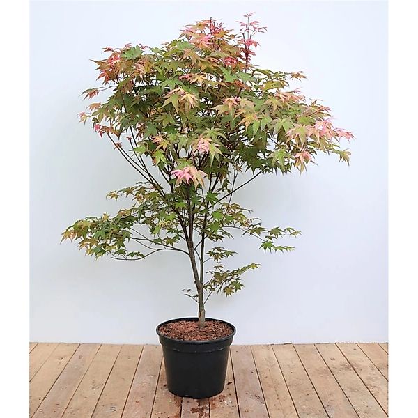 Acer Palmatum Deshojo Japanischer Ahorn Leuchtend Rot 100–120 cm günstig online kaufen
