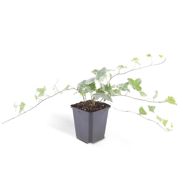 Exotenherz Bodendecker Efeu Hedera Helix Glacier 9cm Topf Set mit 40 Pflanz günstig online kaufen