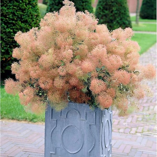 Grüner Perückenstrauch Young Lady 40-60cm - Cotinus coggygria günstig online kaufen