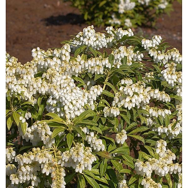 Schattenglöckchen Lavendelheide Purity 30-40cm - Pieris japonica günstig online kaufen