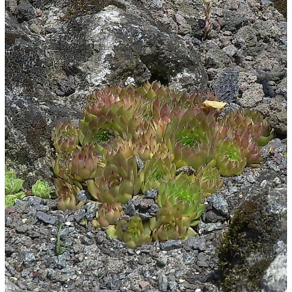 Dachwurz Topas - Sempervivum cultorum günstig online kaufen