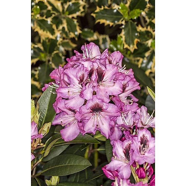 Rhododendron Hybr. Kokardia Rhododendron Rot-Weiß 30–40 cm günstig online kaufen