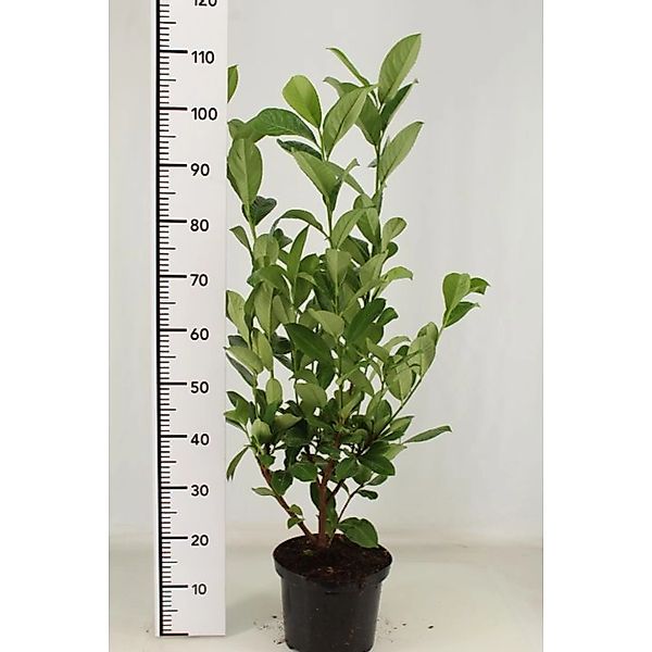 Pflanzen-Boering 10 Prunus Rotundifolia Höhe 80-100 cm Kirschlorbeer-Pflanz günstig online kaufen