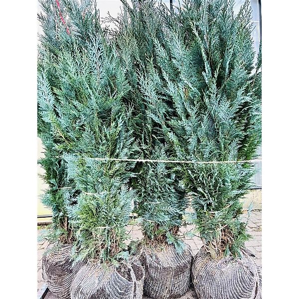Chamaecyparis lawsoniana 'Columnaris' 150-175 cm günstig online kaufen