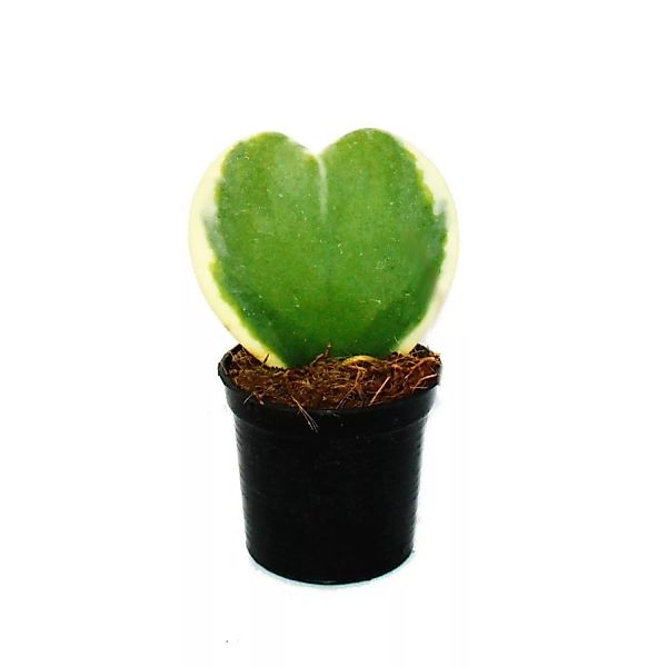 Exotenherz Hoya Kerii Zweifarbige Herzblatt-Pflanze Herzpflanze Oder Kleine günstig online kaufen