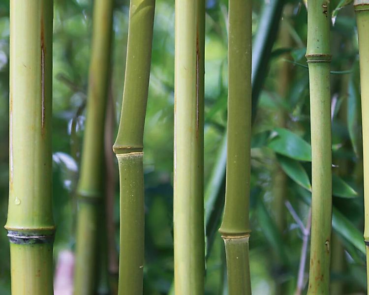 Fototapete "Bambus" 4,00x2,50 m / Glattvlies Perlmutt günstig online kaufen