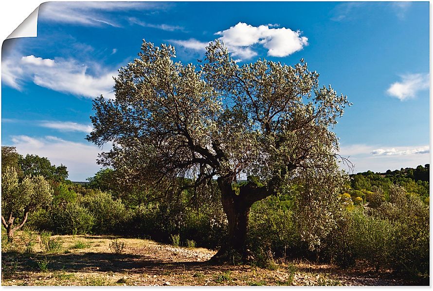 Artland Wandbild "Olivenbaum in Südfrankreich", Bäume, (1 St.), als Alubild günstig online kaufen