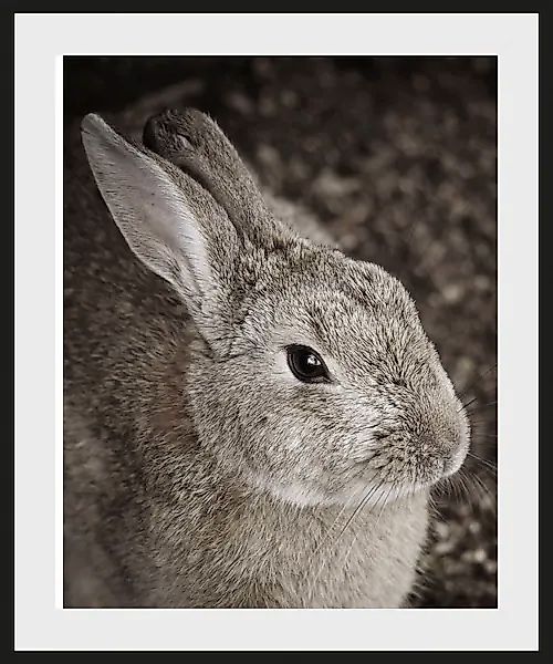 queence Bild »Tilde«, Hase-Hasen-Foto-Kunst-Haustiere, (1 St.), HD Premium günstig online kaufen