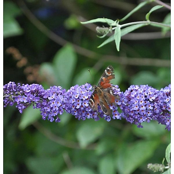 Schmetterlingsflieder Summer Bird Blue 30-40cm - Buddleja günstig online kaufen