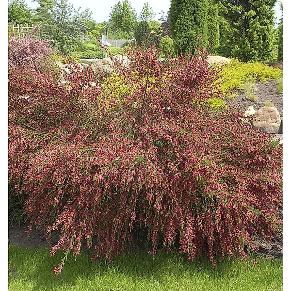 Edelginster Red Wings 40-60cm - Cytisus scoparius günstig online kaufen