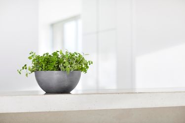 Ecopots Pflanzschale Brussels Grau 25 cm günstig online kaufen
