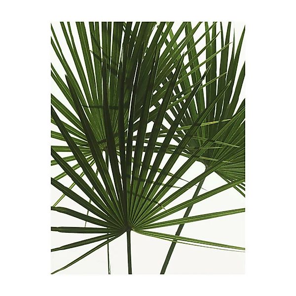 Komar Wandbild Palmtree Leaves Pflanzen B/L: ca. 40x50 cm günstig online kaufen