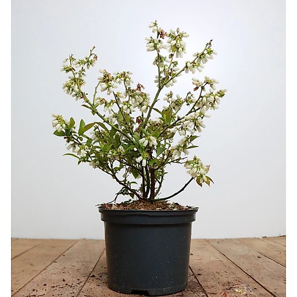 Vaccinium Corymbosum Brigitta Heidelbeere 40–60 Cm Ertragreich günstig online kaufen