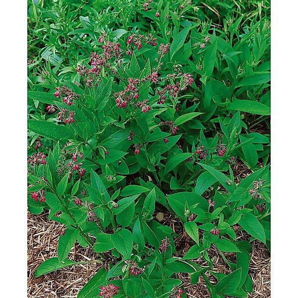 Symphytum X Rubrum Roter Beinwell Ca. 11x11 cm Topf günstig online kaufen