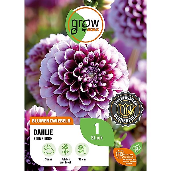 GROW by OBI Dahlie Edinburgh Höhe ca. 90 cm günstig online kaufen