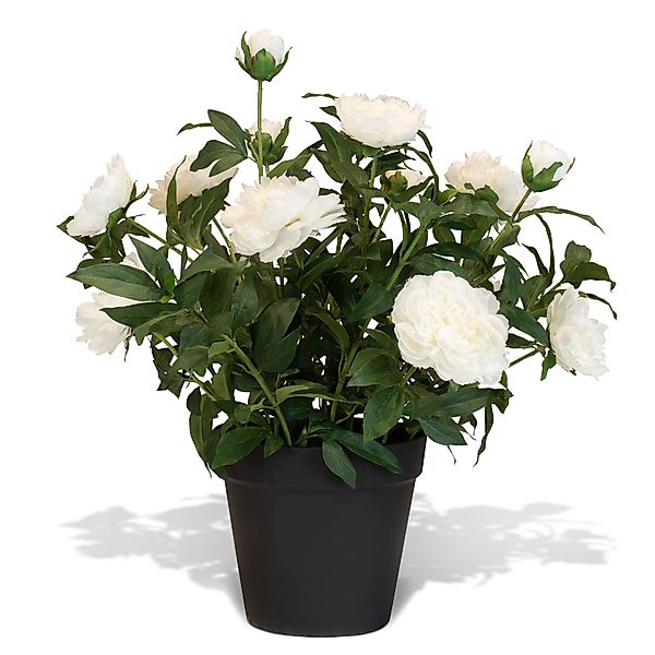 Künstliche Paeonia - Pfingstrosen Höhe 76 cm weiß günstig online kaufen