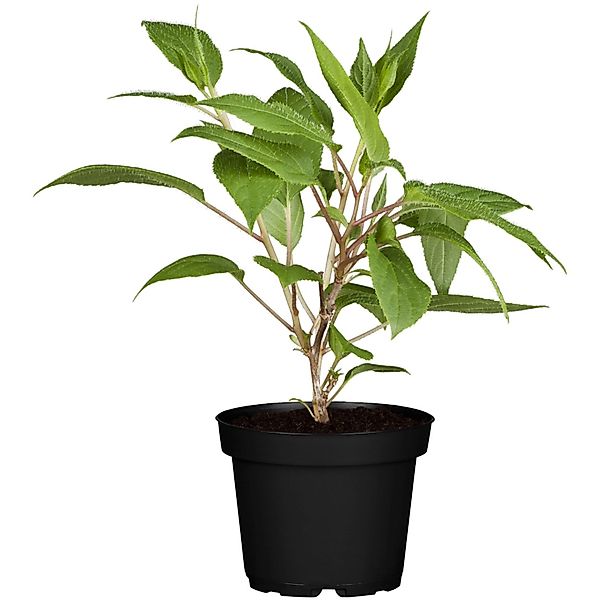 GROW by OBI Bio Weibliche Kiwi Super Jumbo Höhe ca. 30 - 40 cm Topf ca. 3 l günstig online kaufen