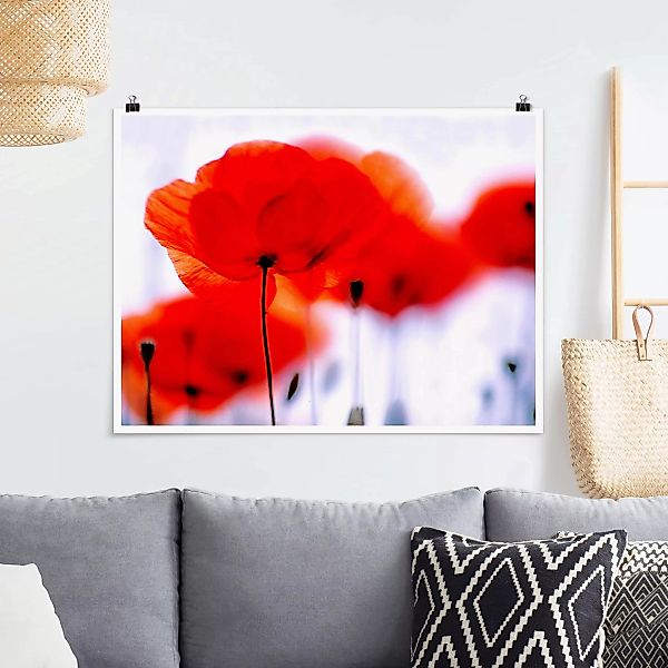 Poster Blumen - Querformat Magic Poppies günstig online kaufen