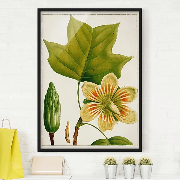 Bild mit Rahmen - Hochformat Tableau Blatt Blüte Frucht IV günstig online kaufen