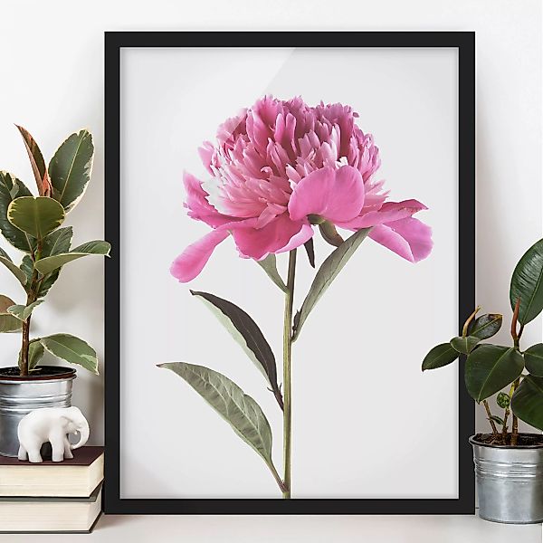 Bild mit Rahmen Blumen - Hochformat Blühende Pfingstrose Pink auf Weiß günstig online kaufen