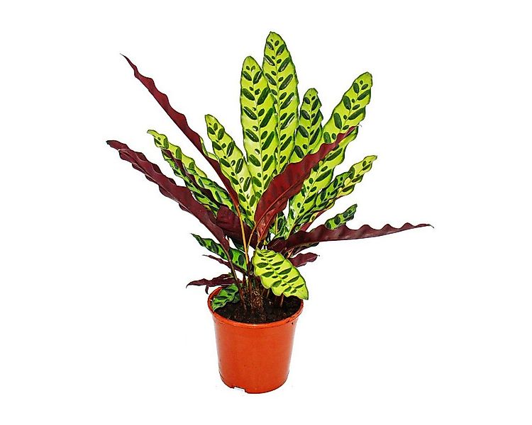 Exotenherz Zimmerpflanze Schattenpflanze Calathea lancifolia 14cm Topf ca. günstig online kaufen