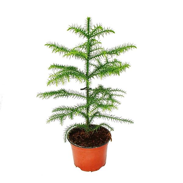 Exotenherz Zimmerpflanze Araucaria heterophylla 12cm, Zimmertanne günstig online kaufen