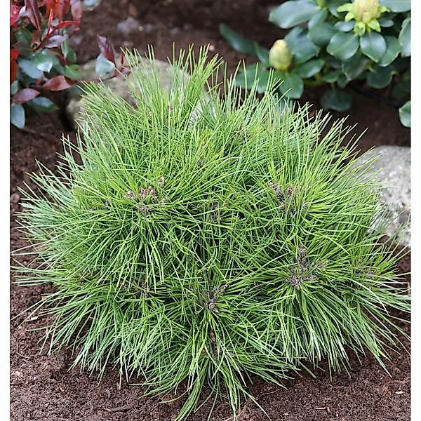 Zwergschwarzkiefer Marie Bregeon 40-50cm - Pinus nigra günstig online kaufen