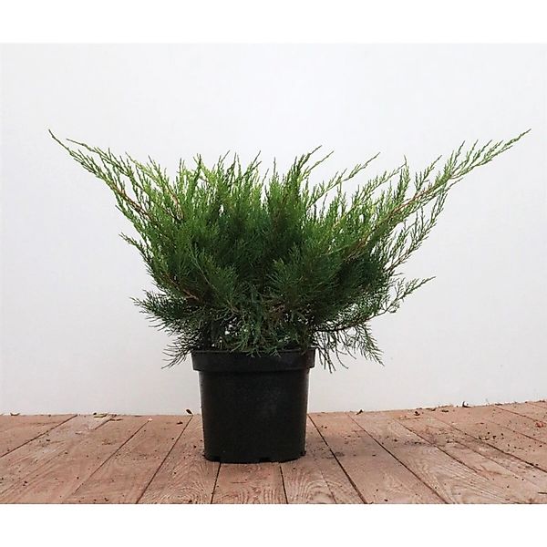 Juniperus Pfitzeriana Mint Julep Wacholder 30–40 cm günstig online kaufen
