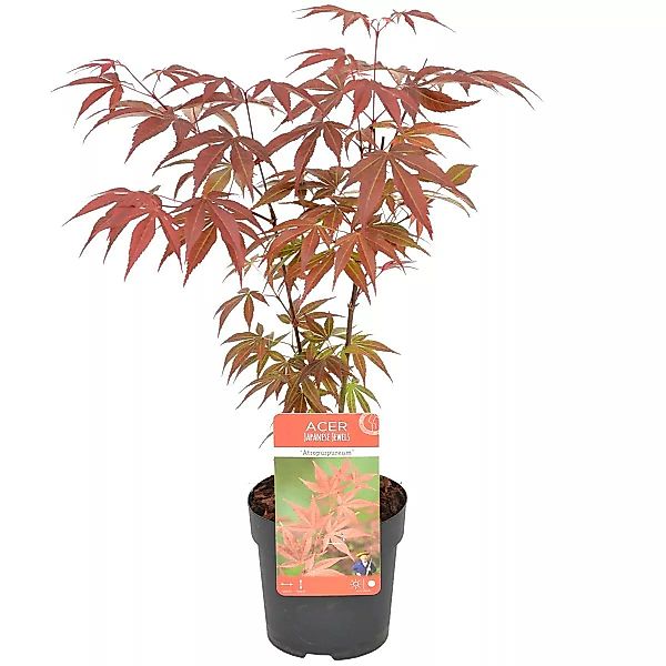 Casa Caron | Acer palmatum Atropurpureum günstig online kaufen